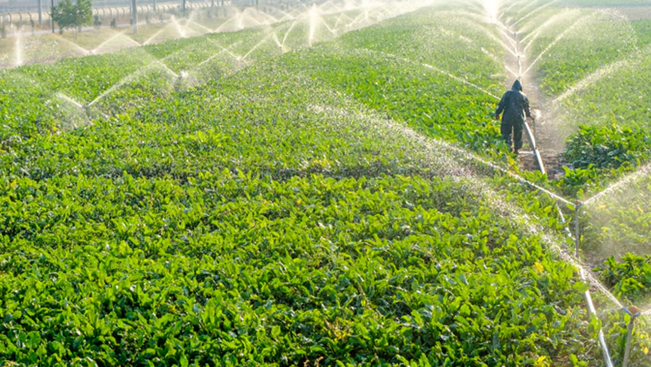 L’eau d’irrigation des terres agricoles.