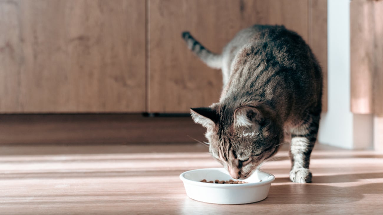 Un chat mange des croquettes