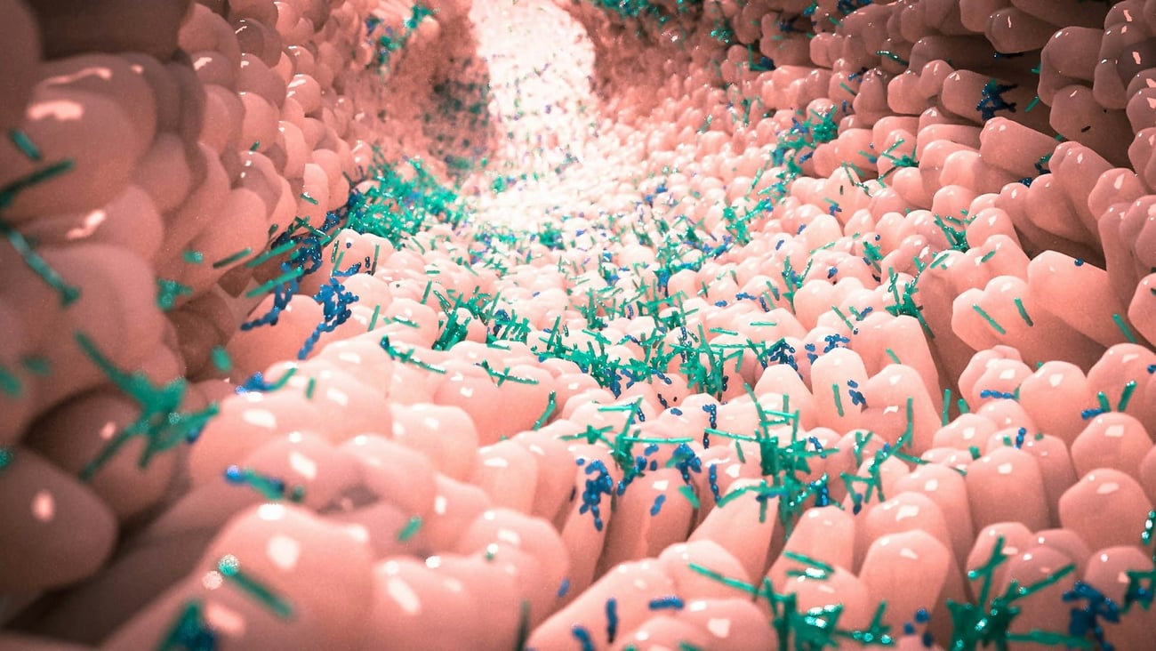 Vue d’artiste du microbiome dans l’intestin humain. Alpha Tauri 3D Graphics/Shutterstock