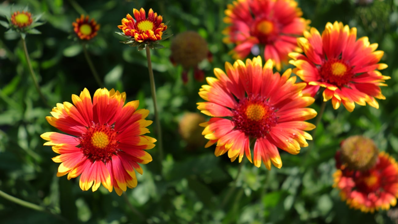 Une fleur nommée gaillarde.