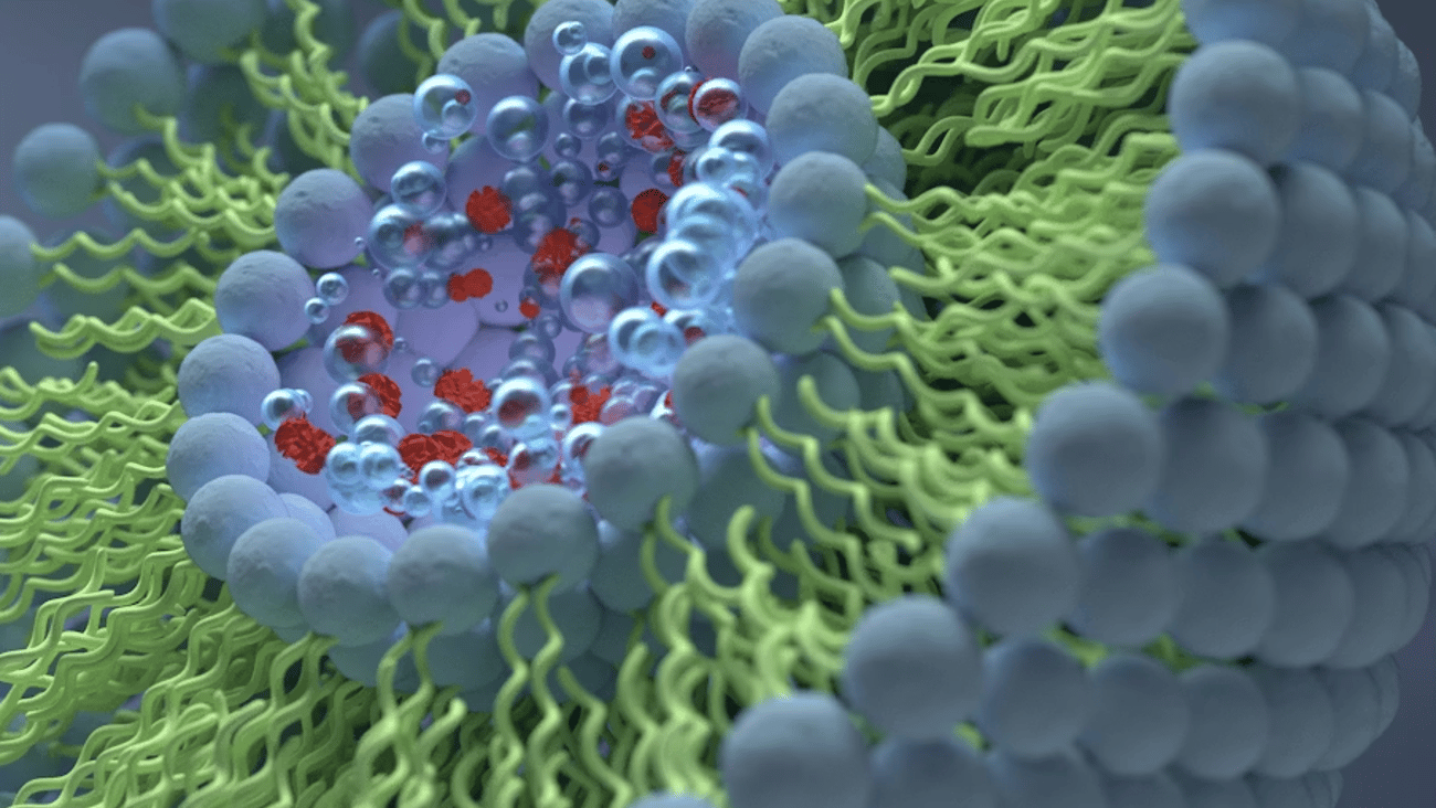   Liposome en 3D montrant les bicouches de phospholipides : les têtes hydrophiles orientées vers l’eau et les queues hydrophobes repliées vers l’intérieur. (Getty/photo fournie par l'ÉTS)