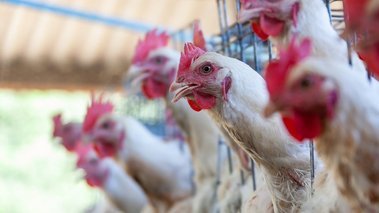 Des poules en cage. Crédit photo: poco_bw/ Getty Images