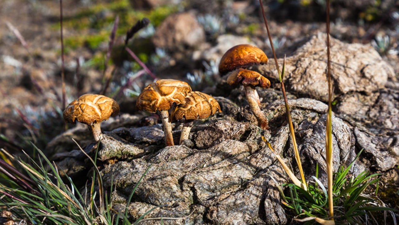 Des champigons hallucinogènes contenant de la psilocybine.