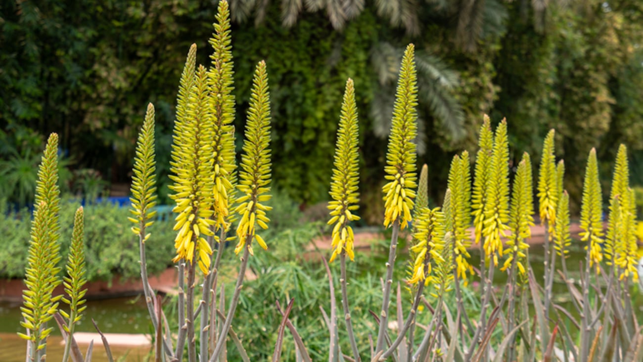 Aloe vera en fleurs. Source: Getty images. Crédit photo: CHAO-FENG LIN
