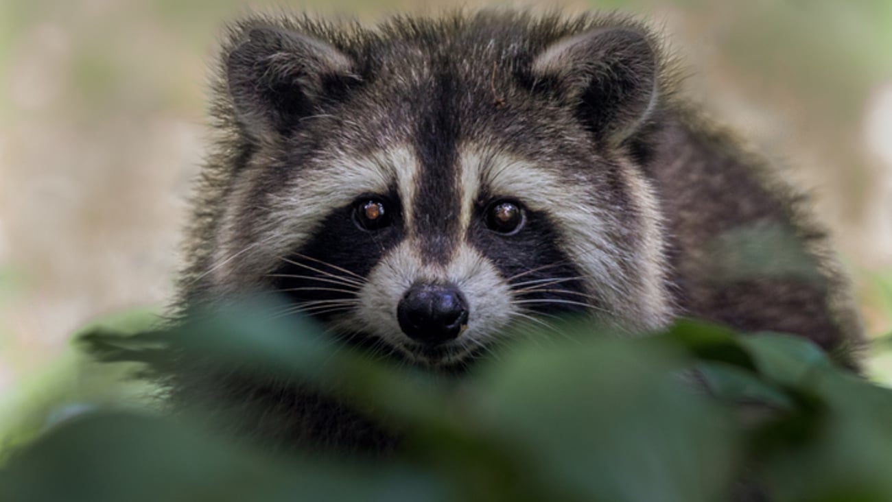Un raton-laveur porteur de la rage. Crédit photo: getty images/Arunava Bhowmik