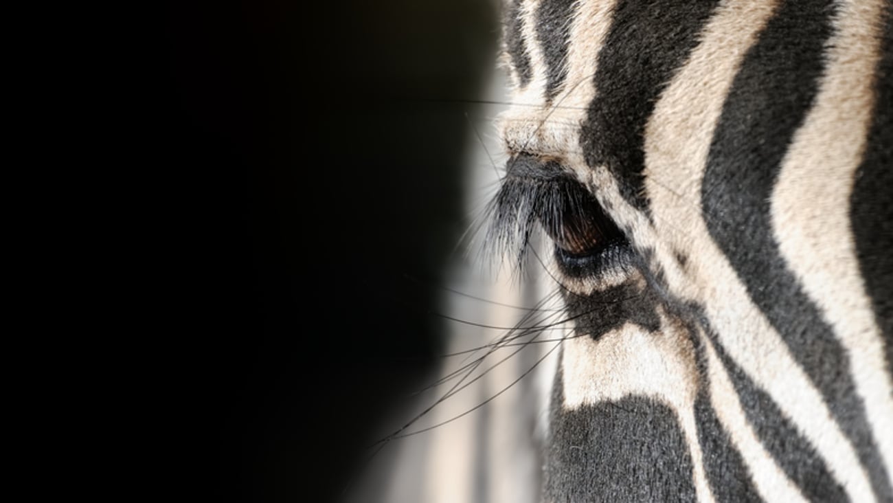 Vue rapprochée d'un zèbre.
