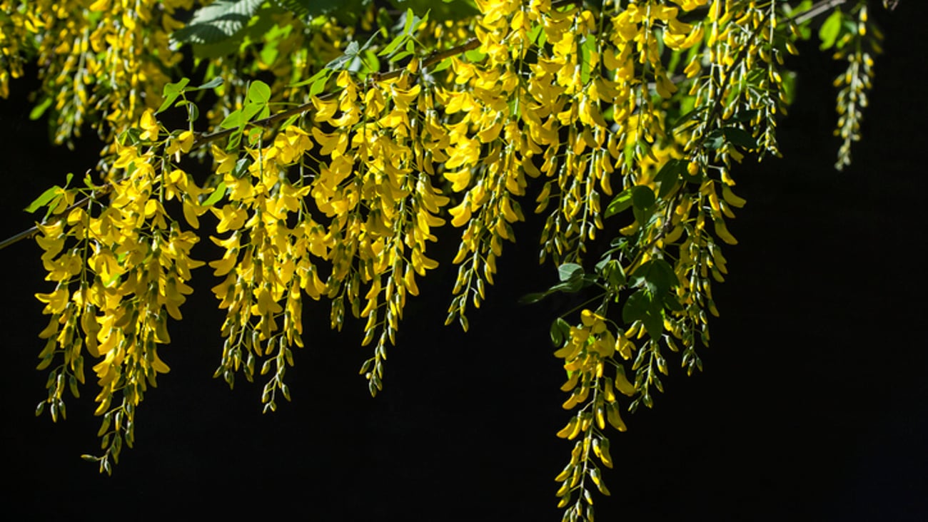La cytisine est un alcaloïde principalement présent dans le cytise (Laburnum anagyroides), plus particulièrement dans ses graines et gousses. 