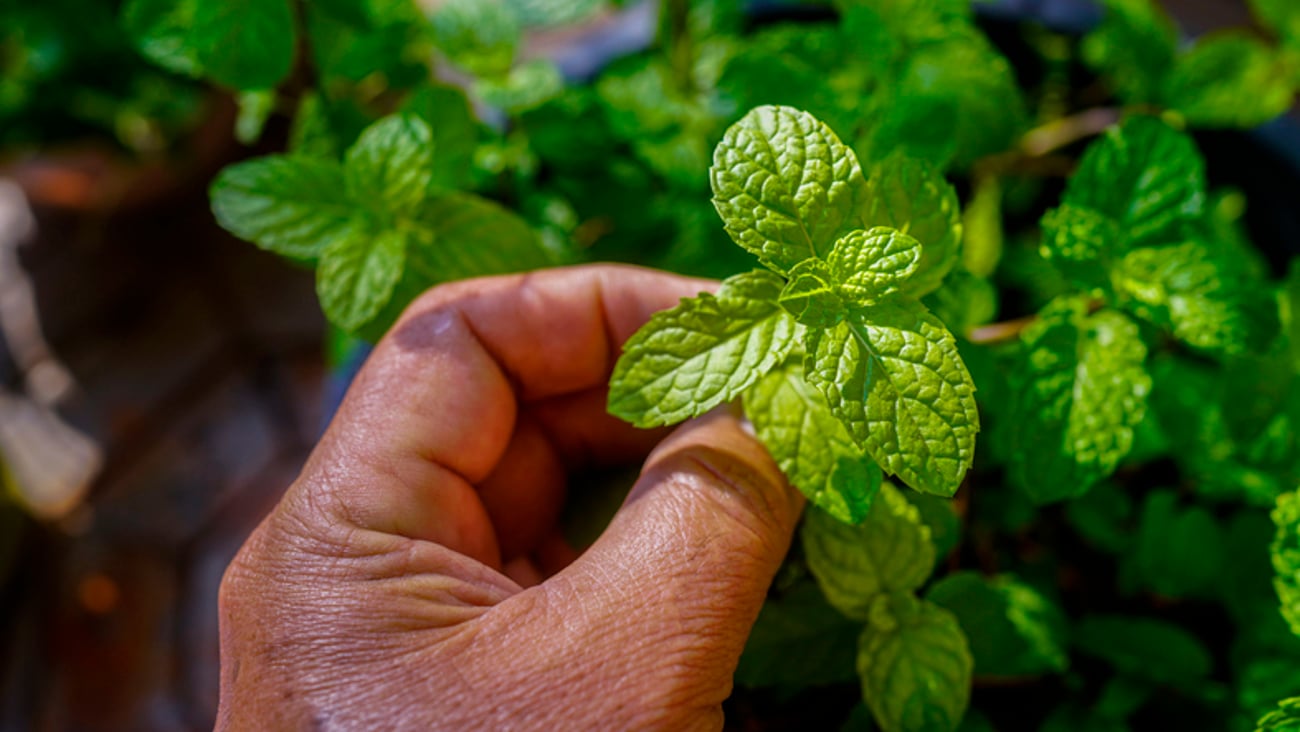 Une personne cueille de la menthe fraîche.