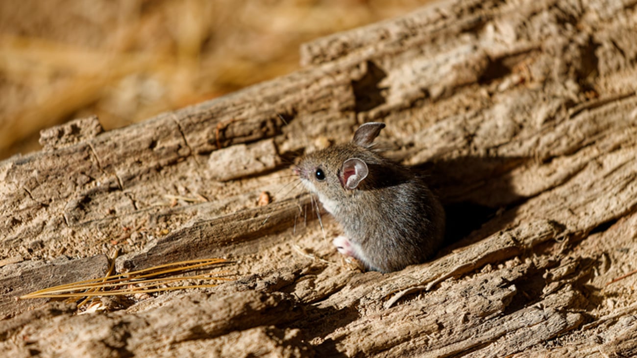 Une souris sylvestre.