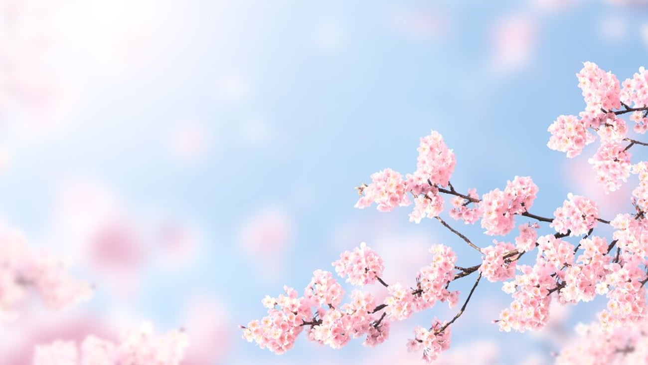 Horizontal banner with sakura flowers of pink color on sunny backdrop. Beautiful nature spring background with a branch of blooming sakura. Sakura blossoming season in Japan; Shutterstock ID 2409584913
