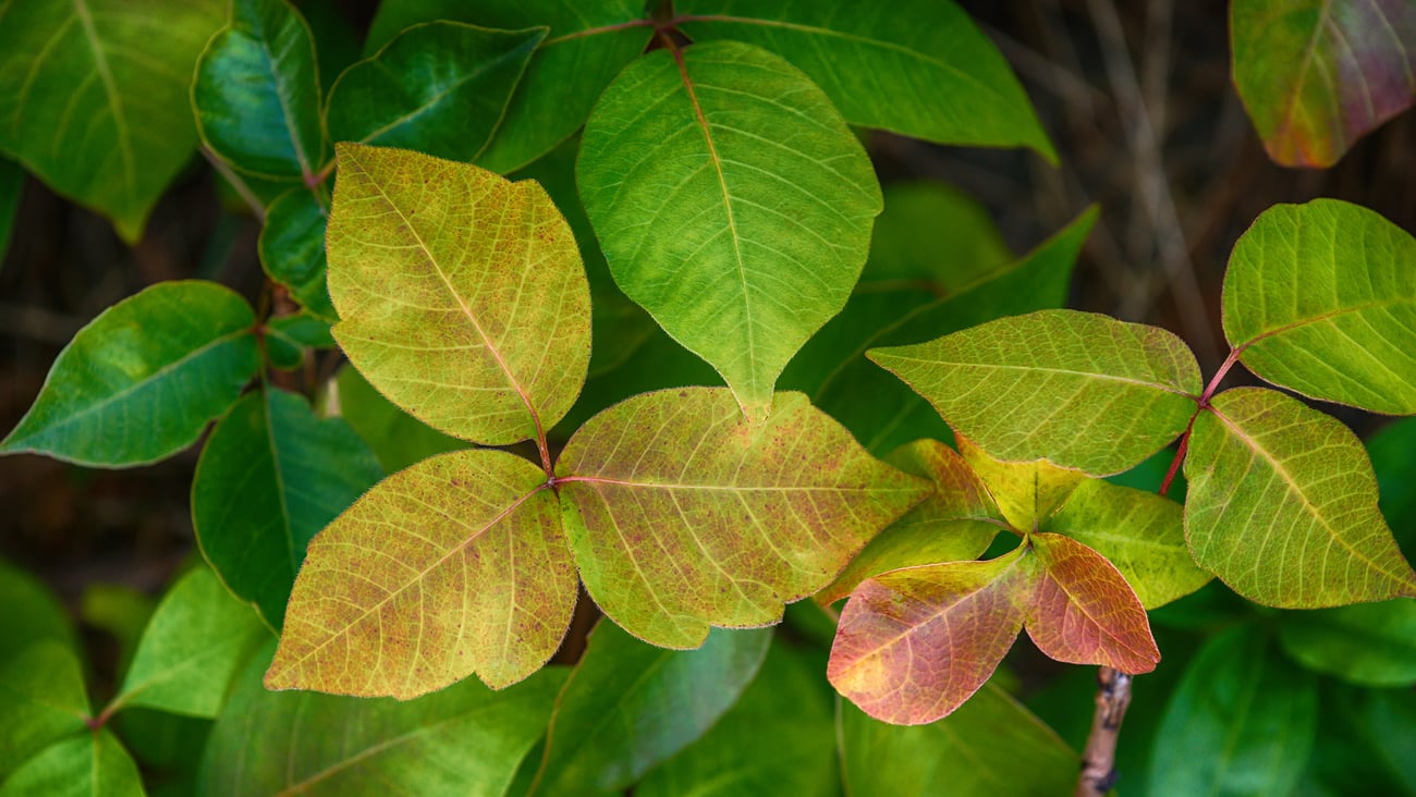 Feuilles d'herbe à puce (Toxicodendron radicans)