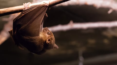 Chauve-souris Rousettus aegyptiacus 