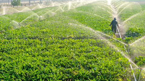 L’eau d’irrigation des terres agricoles.