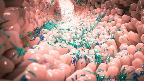 Vue d’artiste du microbiome dans l’intestin humain. Alpha Tauri 3D Graphics/Shutterstock