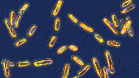 La bactérie Clostridium difficile, vue au microscope optique. (BSIP/Universal Images Group/Getty Images)