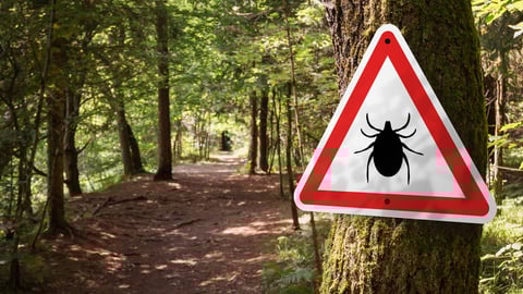 Un panneau alertant sur la présence de tiques en forêt