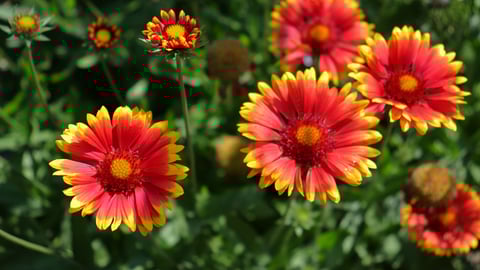 Une fleur nommée gaillarde.