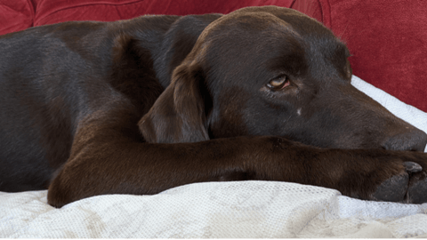 Cassie, le chien du Dr Baillie