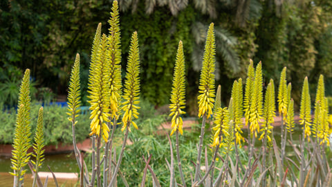 Aloe vera en fleurs. Source: Getty images. Crédit photo: CHAO-FENG LIN