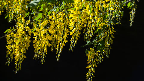 La cytisine est un alcaloïde principalement présent dans le cytise (Laburnum anagyroides), plus particulièrement dans ses graines et gousses. 