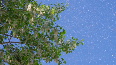 Le pollen d'un arbre qui suscite des allergies.