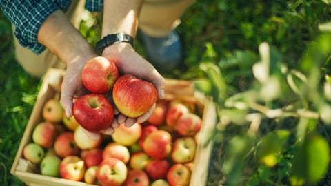 Un homme tient une pomme dans un verger.