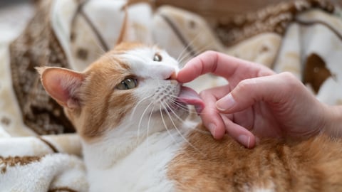 Chat qui lèche son maitre