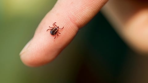 Une tique sur le doigt d'une personne