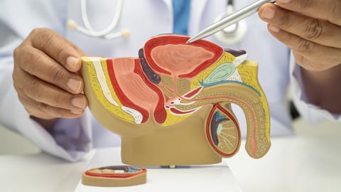 Prostate