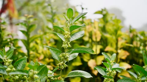 ashwagandha