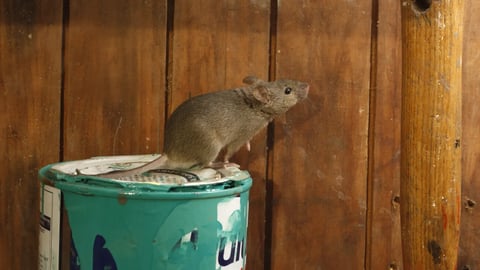 House mouse, Mus musculus, Midlands, UK           ; Shutterstock ID 156013403