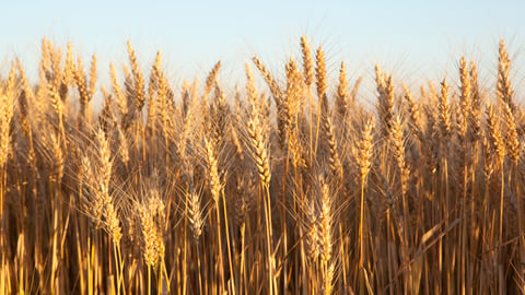 Du blé, un aliment qui contient du gluten.