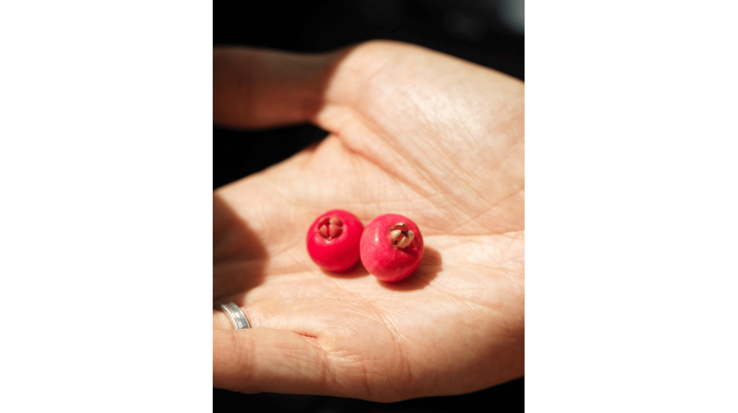 Cerise Lilly Pilly (Syzygium smithii)