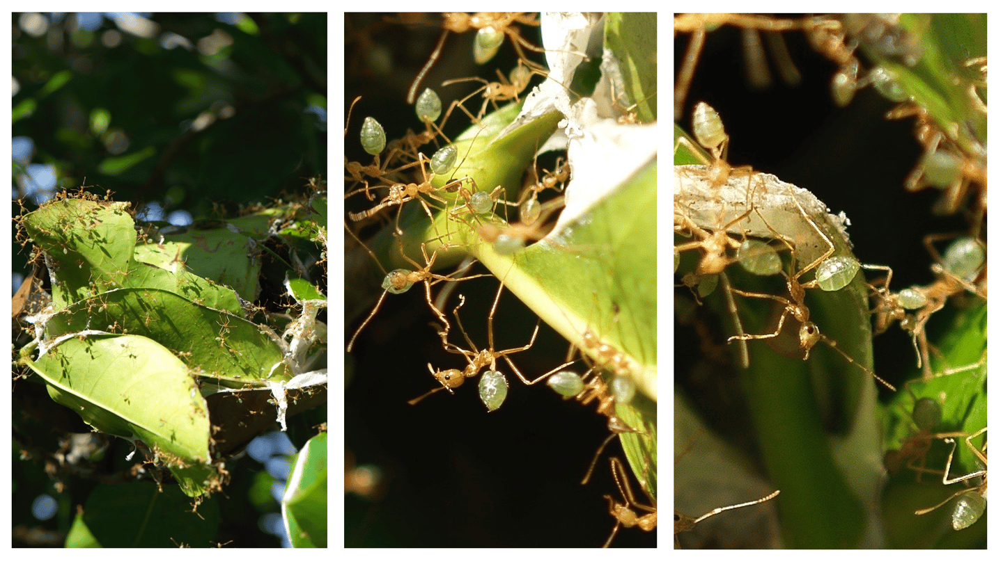 Fourmis vertes (Oecophylla smaragdina)