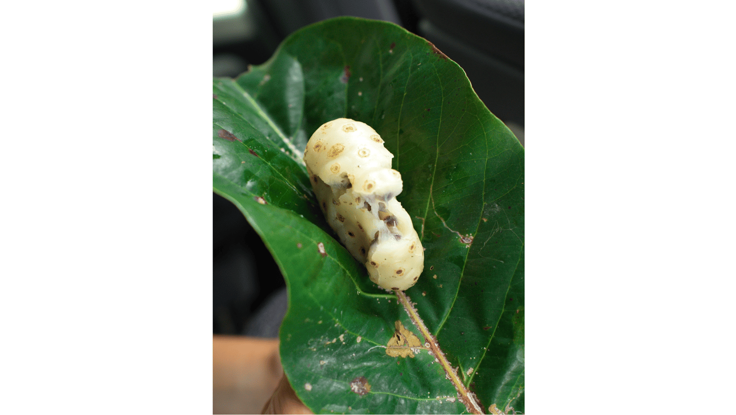 Noni (Morinda citrifolia)