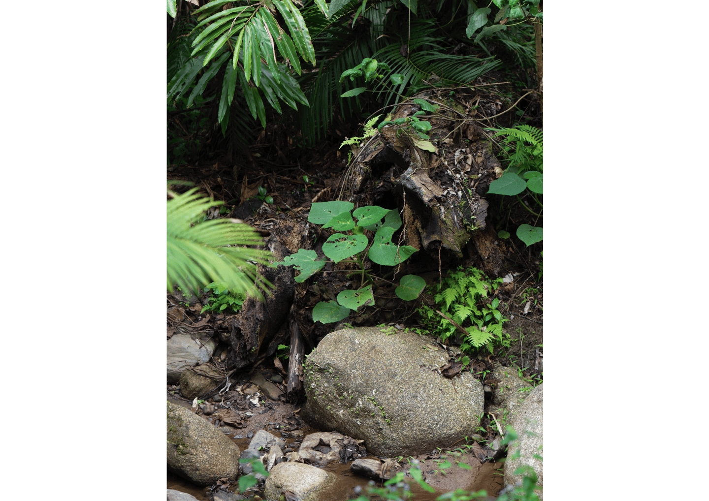 Reine des orties (ou Gympie Gympie ou Dendrocnide moroides) 